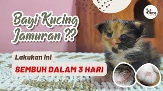 Cara Mengobati Bayi Kucing yang Jamuran