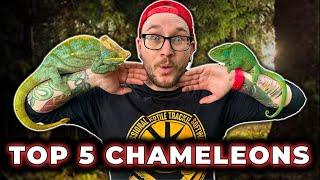 The BIGGEST Chameleon on Earth and 5 More Youve Never Heard Of