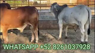 ¡¡A LA VENTA TOROS BRAHMAN GRIS Y ROJO DE REGISTRO