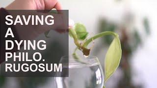 Saving My Philodendron Rugosum Update  Plant Experiment Monday