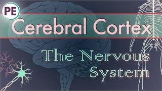 The Nervous System Cerebral Cortex