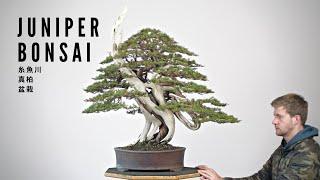 Rebuilding a Juniper Bonsai  糸魚川真柏盆栽