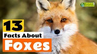 13 Facts About Foxes  - Learn All About the Fox - Animals for Kids - Educational Video