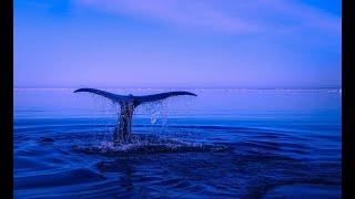 Whale Watching in Mirissa Sri Lanka  WE SAW A BLUE WHALE