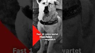 Hachiko - der treuste Hund der Welt?  Terra X