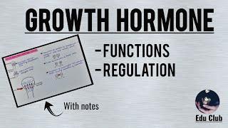 Growth Hormone  Functions  Regulation  Somatomedins  Endocrine Physiology