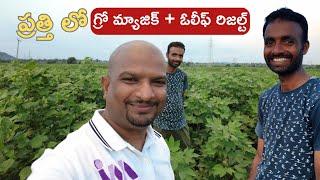 cotton growth result in Narsapuram #growth #cotton #farming #indiagro #youtubevideos #agriculture#yt