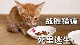 小猫战胜了猫瘟！回家后变得超级黏人