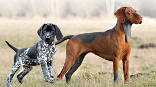 These Are 10 Ultimate Pointing Dog Breeds
