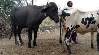 buffalo meting animals natural #animals #hyderabad #animals All Vlogs