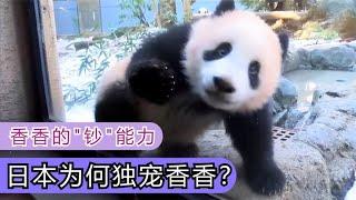 香香平安回国，大熊猫香香在日本有多受欢迎，香香在日本的钞能力