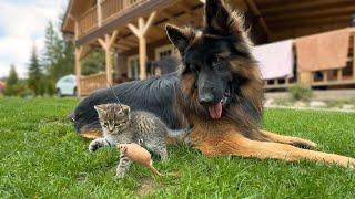 Adorable German Shepherd and Tiny Kittens Playing Together For the First Time