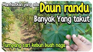 Bank Pakan Tumpang Sari Dengan Pohon Buah Naga Apakah Daun Randu Berbahaya Untuk Ternak kambing ???