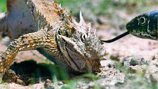Lizard Fends Off Predators To Protect Her Eggs  Life  BBC Earth