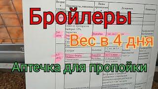 Бройлеры. Вес бройлера в 4 дня.  Пропойка цыплят  аптечка для бройлера 