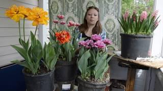 Тюльпаны и гиацинты в горшках цветение уход