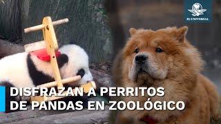 Zoológico chino causa controversia al pintar perros como pandas