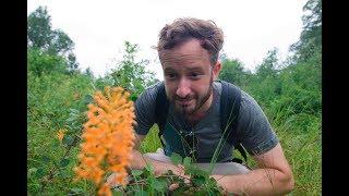 In Search of the Orange Fringed Orchid