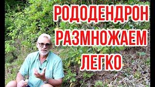 Размножаем рододендрон за 10 минут  Игорь Билевич