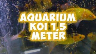 Cara Beli dan Pelihara Koi Di Aquarium 15 Meter Wajib Tau