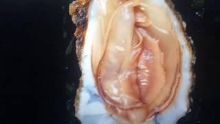 YOUTUBE why? 10 things that look like a Vagina