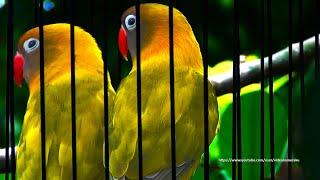 Lovebird Chirping Sounds 4 Hours - Dominant Pied Dark Green Personata