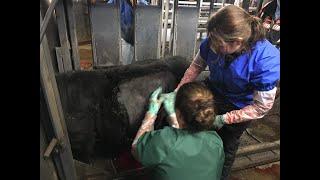 A Day In The Life As A Large Animal Vet