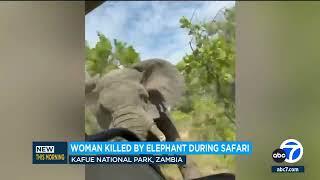 Elephant attack during safari kills 80-year-old American tourist in Zambia