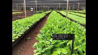 Growing Bananas