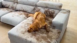 Dog Makes Muddy Mess  FUNNIEST Animal Videos