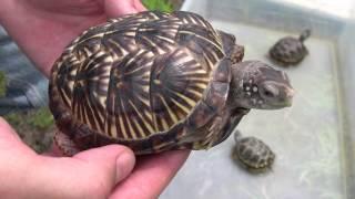 Ornate Box Turtle Terrapene ornata