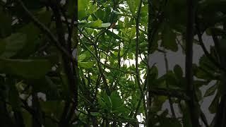 GREEN BEAUTIFUL FOREST.#shortvideo #naturelovers #nature