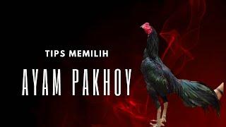 C4ra Memilih Ayam  P4kh0y Berkualitas Tinggi