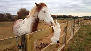 Cats and Horses have interactions too you know Cute Animals videos