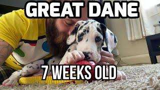 7 Week Old Great Dane Puppy to 9 Months Old Loki The Great Dane