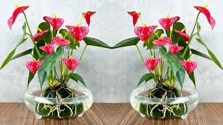 Super-flowering Red Anthurium. Grow in water with simple method