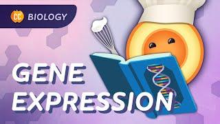 How Genes Express Themselves Crash Course Biology #36