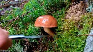 Picking Bay Boletes Boletus badius