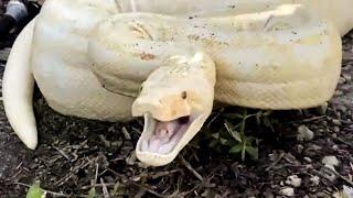 Abgottschlange Gewaltige Albino Boa Constrictor überrascht Paar in Hinterhof