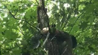 Cheetah cub stuck in a tree