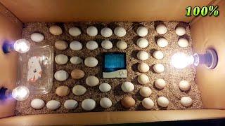 DIY How To Make Egg Incubator With CARDBOARD BOX Easy  Homemade Incubator For Chicken Eggs