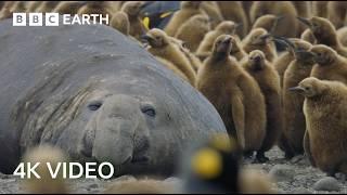 Incredible 4K Nature Scenes Narrated By David Attenborough  BBC Earth