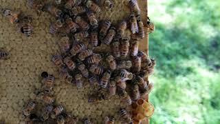 How To Identify A Great Brood Pattern