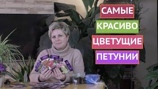 ВЫБИРАЕМ ПЕТУНИИ В СВОЙ САД КАКИЕ СОРТА И РАЗНОВИДНОСТИ СУЩЕСТВУЮТ