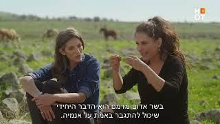 הבשר של רמת הגולן - מתוך ארץ האוכל עם מירי מסיקה ורותי רוסו