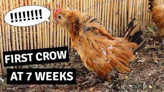 Baby Roosters First Crow - Mille Fleur DUccle Cockerel