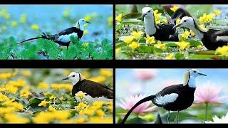 A Love Story of Pheasant-tailed Jacana  Breeding Season of Birds  Baby Birds Pheasant documentary