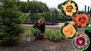 Planting 4 Varieties of Daylilies- Tough Low Maintenance Perennials   Garden Answer