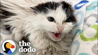 Giving A Hissing Feral Kitten A Bath And This Happens...  The Dodo Faith = Restored