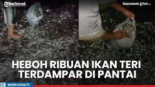 Viral Ribuan Ikan Teri Terdampar di Pesisir Pantai Tolinggula Ramai-ramai Dikumpulkan Warga